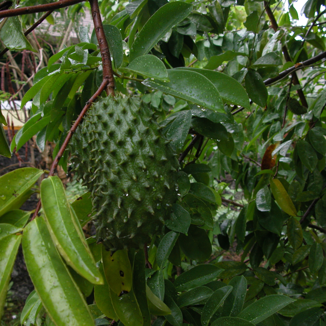 SourSop Leaf Tea
