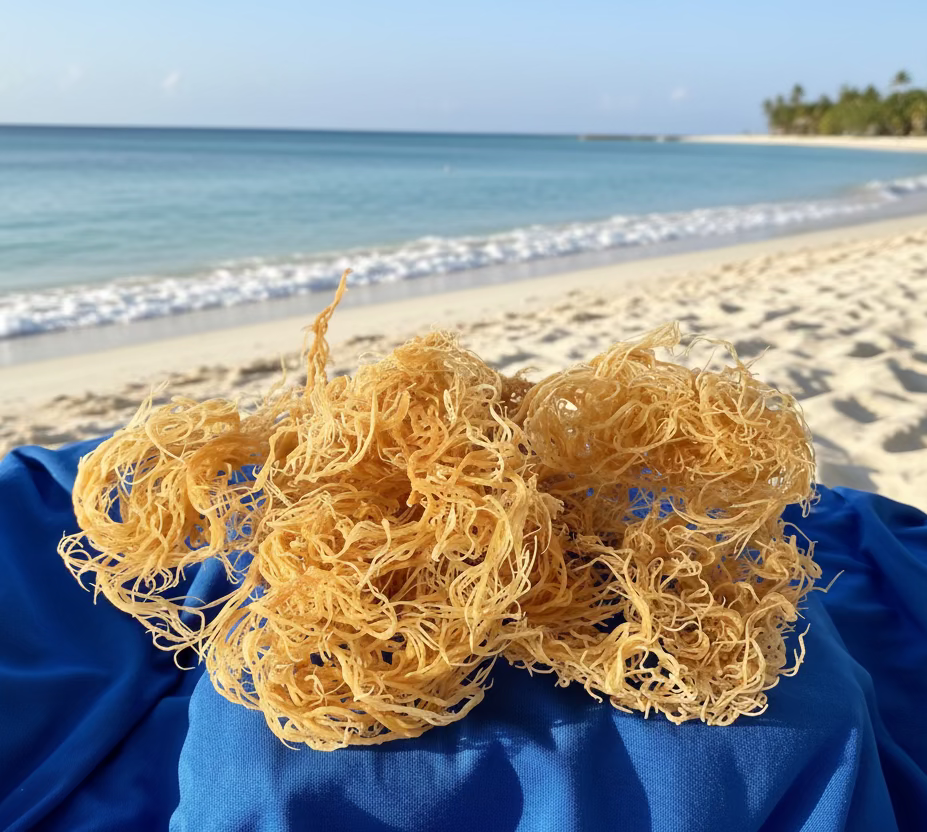 The OG (Irish Sea Moss)
